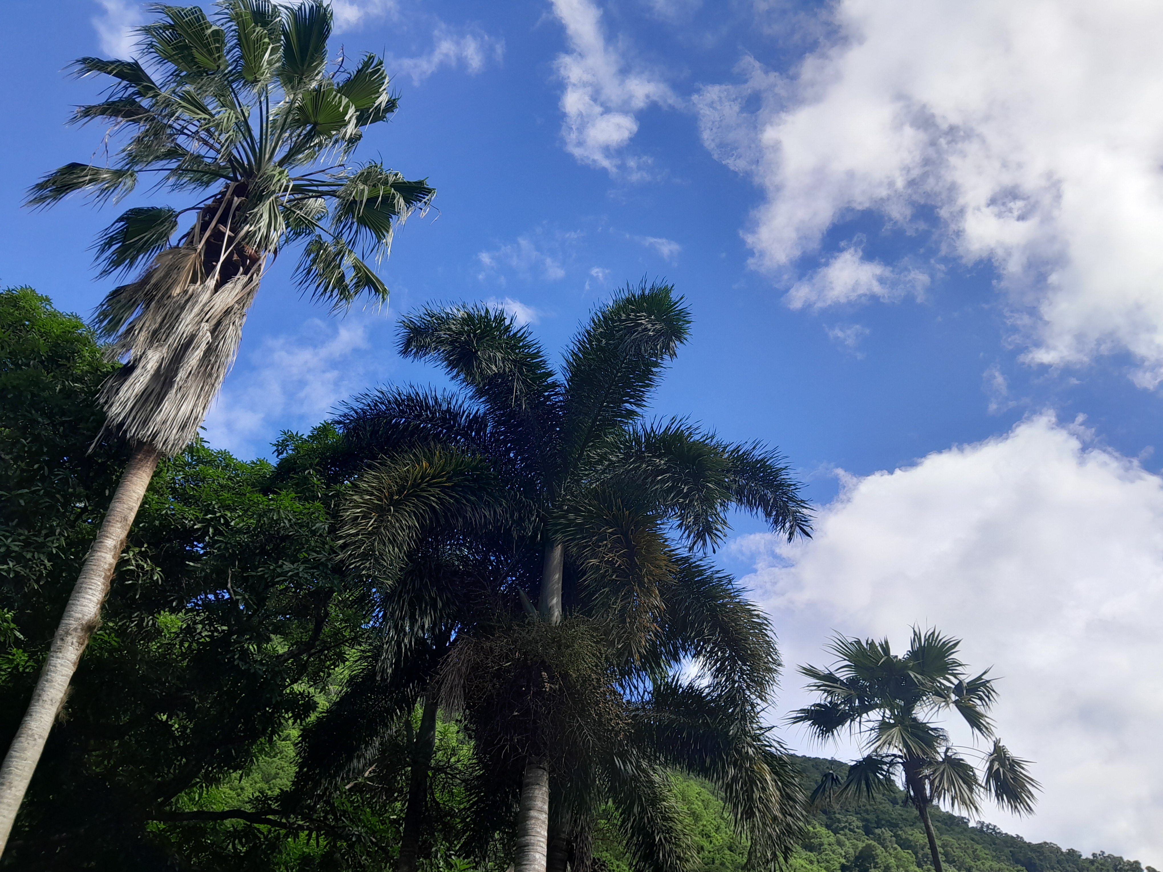Paysage de Guadeloupe
