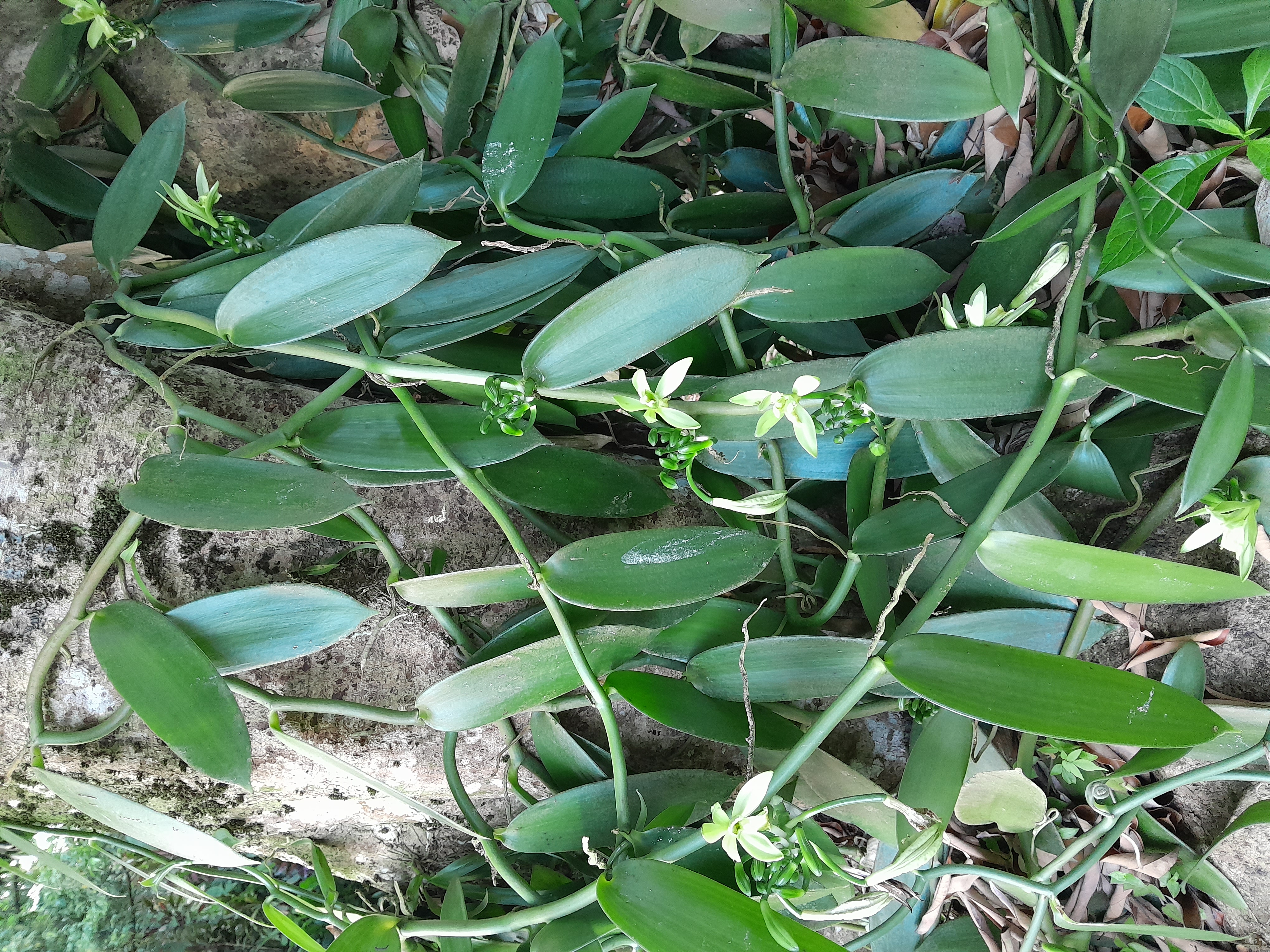 Plantation de vanille en Guadeloupe